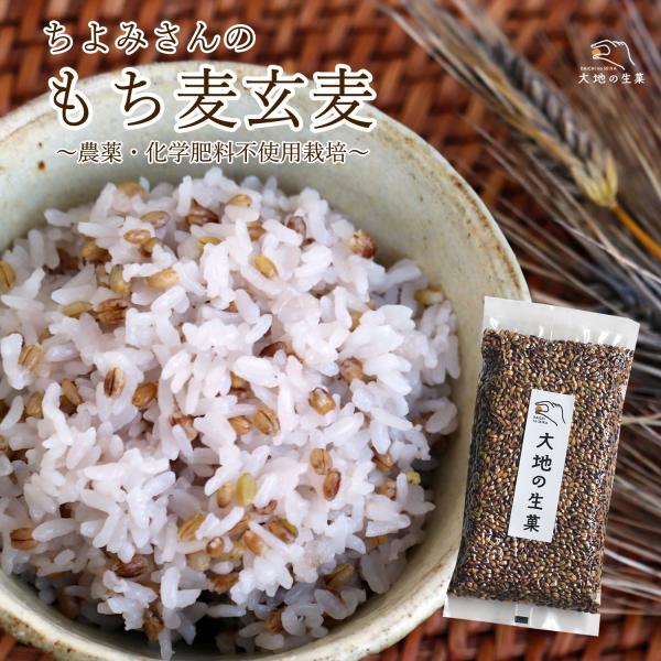 もち麦 玄麦 300g 大分県産  栽培期間中農薬・化学肥料不使用 大地の生菓 国産 真空パック ダイシモチ 精麦していない未加工麦 雑穀ごはんに最適