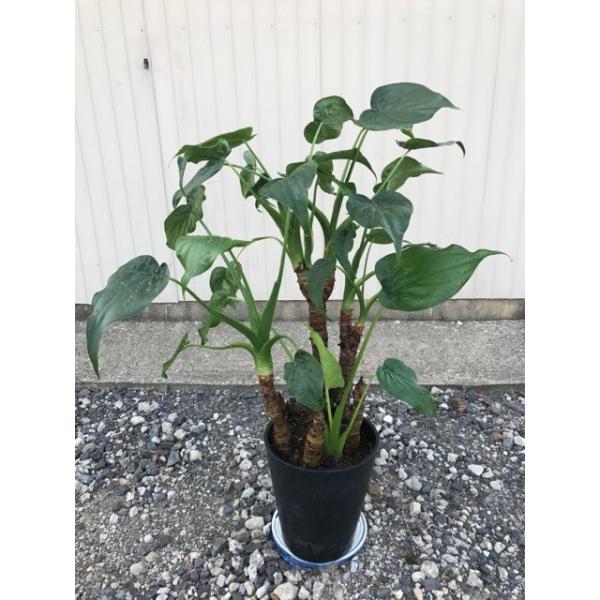 観葉植物 アロカシア ククラータ クワズイモ 8号 Buyee Buyee 日本の通販商品 オークションの代理入札 代理購入