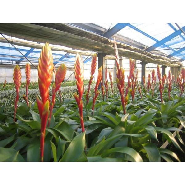 観葉植物 フリーセア クイーン オオインコアナナス 3f 5号 Buyee 日本代购平台 产品购物网站大全 Buyee一站式代购 Bot Online