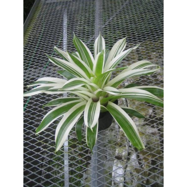 観葉植物 フリーセア 江 ごう 5号 花なし Buyee Buyee 日本の通販商品 オークションの代理入札 代理購入