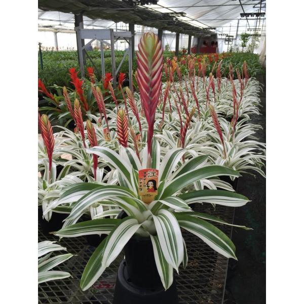 観葉植物 インテリア オオインコ アナナス 江 ごう 5号 Buyee Buyee Japanese Proxy Service Buy From Japan Bot Online