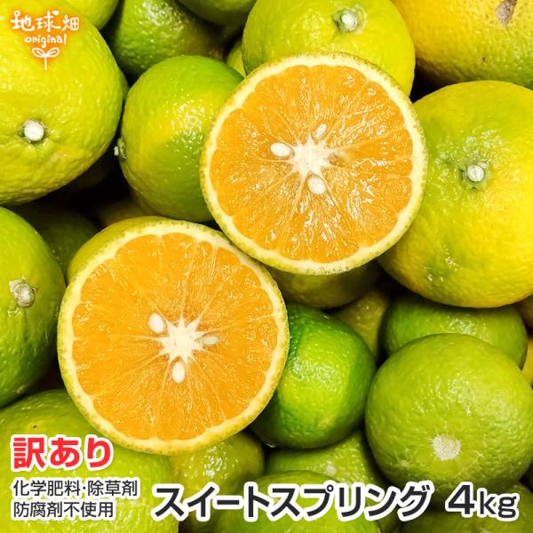 ◆地球畑のスイートスプリング◆健康な土で育ったスイートスプリング。温州みかんの「上田温州」と「ハッサク」の交雑種です。出回り始めの12月頃は皮が緑色をしていますが、徐々にオレンジ色になります。地球畑では、旬のスイートスプリングならではの風味...