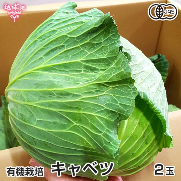 地球畑のキャベツキャベツはアブラナ科の多年草で、その祖先は青汁の原料として知られる「ケール」です。地球畑では、旬のキャベツならではの風味を味わって頂きたく、化学肥料・農薬を使用せずに有機栽培で育てています。生のままサラダはもちろん、さっぱり...