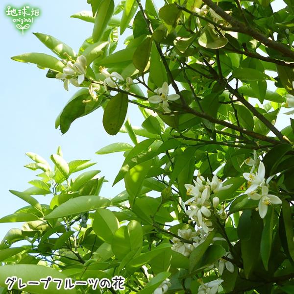 国産グレープフルーツ 7kg 特別栽培 熊本県産 鹿児島県産 国産 化学肥料 除草剤 防腐剤不使用 大きさおまかせ 柑橘 酸味が強いダンカン種 常温便 Grapefruit 7kg 地球畑 通販 Yahoo ショッピング