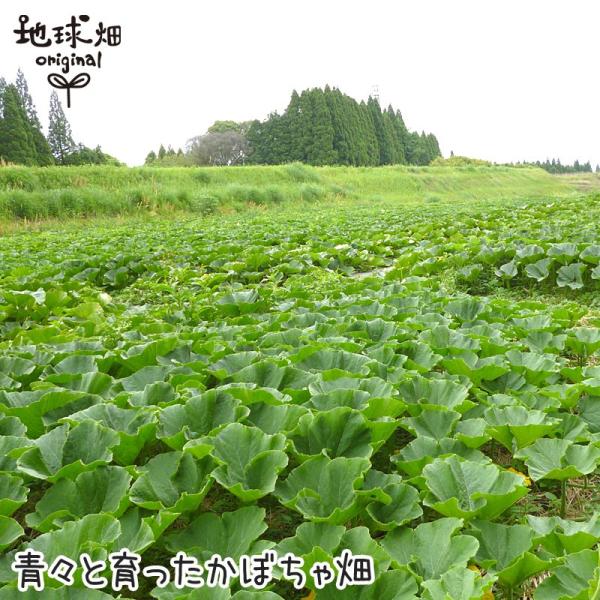 かぼちゃ 5kg 有機栽培 鹿児島県産 宮崎県産 有機jas 南瓜 オーガニック カボチャ Pumpkin Squash 南京 無農薬 Kabotya 5kg 地球畑 通販 Yahoo ショッピング
