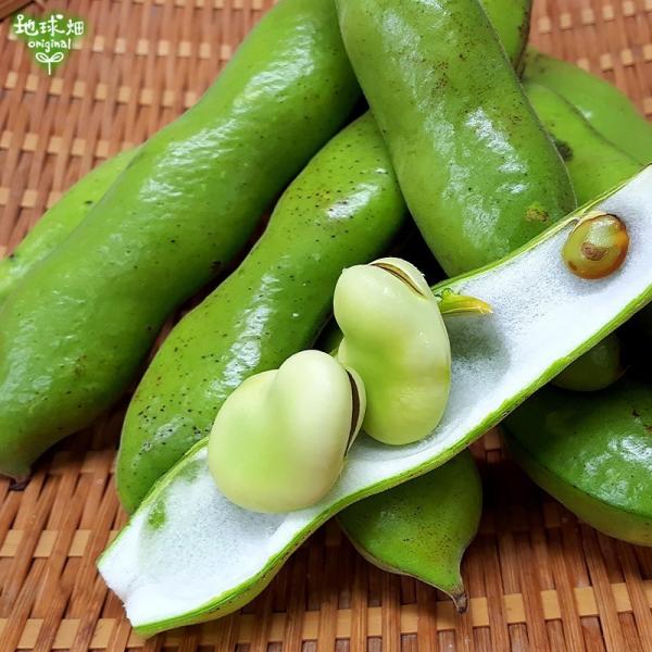 そらまめ 7kg 鹿児島県産 農薬 化学肥料 除草剤不使用 そら豆 空豆 蚕豆 ソラマメ まとめ買い 業務用 冷蔵便 送料無料 発送期間5月末迄 Buyee Buyee 提供一站式最全面最專業現地yahoo Japan拍賣代bid代拍代購服務 Bot Online