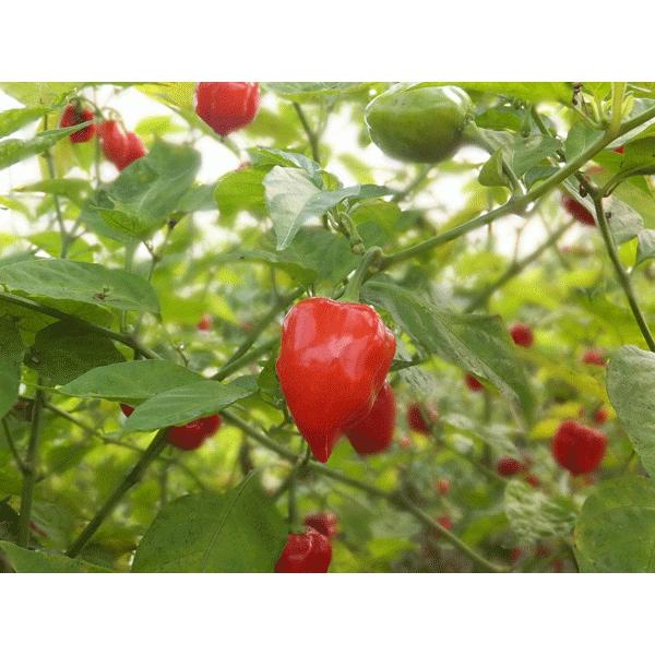 ハバネロ レッドサヴィナ ７ ５ｃｍポット苗 ６月上旬以降発送 苗の合計金額540円以上でお願いします お届け日指定は承れません 同業者注文不可 002 002 とんがらし芥川 通販 Yahoo ショッピング