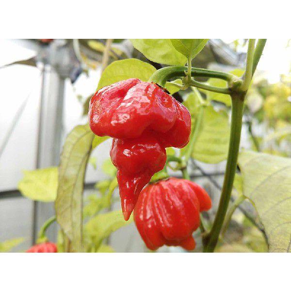 前ギネス トリニダード スコーピオン Butch T ７ ５ｃｍポット苗 ６月上旬以降発送 苗合計金額540円以上注文可 お届け日指定不可 Buyee Buyee 日本の通販商品 オークションの代理入札 代理購入