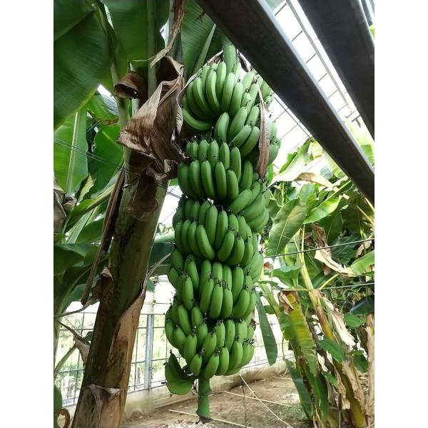 ドワーフキャベンディッシュバナナ苗 : ちたフルーツビレッジ - 通販