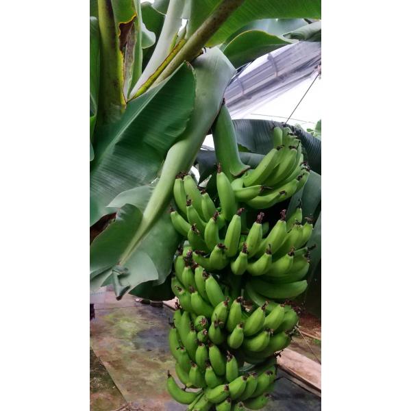 植木鉢収穫、バナナ苗、155㎝準親株◆低木 ドワーフ台湾 バナナ=懐かし昭和の味 植木鉢収穫、バナナ苗、175㎝準親株◇低木 ドワーフ台湾 バナナ