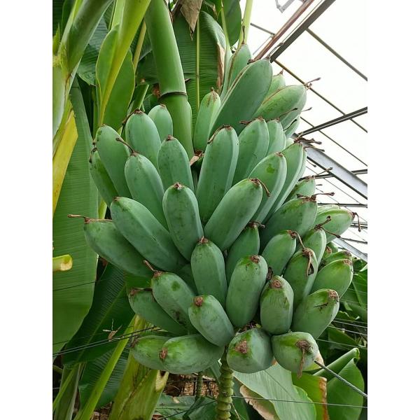 ※KAZ※ 【アイスクリームバナナの苗 60cm 3本セット】 アイスクリームブルーバナナ 苗 販売 苗木部 By 花ひろばオンライン