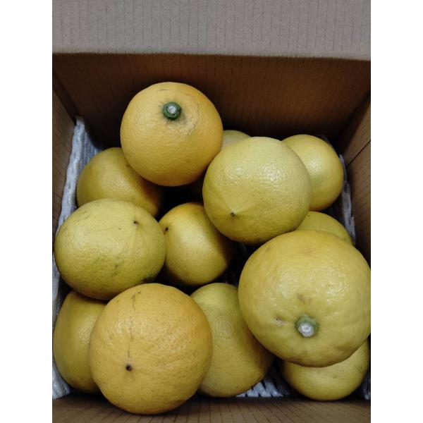 国産ベルガモット 愛知産 ハウス栽培 アウトレット品　4.5kg