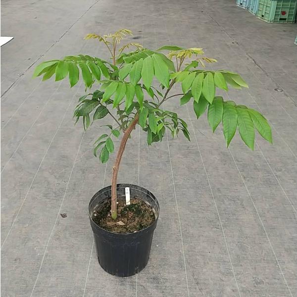 リュウガン　取木　タイウェン　　ロンガン　ライチ　レイシ リュウガン 取木 タイウェン ロンガン ライチ レイシ