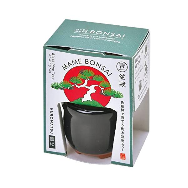 黒松ブラック/5.5cm/GD-96501・Style:黒松・パッケージ個数:1・商品サイズ:約5.5×3.5×7.3cm・セット内容:容器(陶器) 土 種 説明書×各1・手のひらサイズの、黒松栽培セット・黒松荒々しい樹皮は灰黒色。太くて硬...