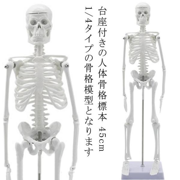 人体模型 骨格の人気商品・通販・価格比較 - 価格.com 人体模型 骨格の人気商品・通販・価格比較 - 価格.com