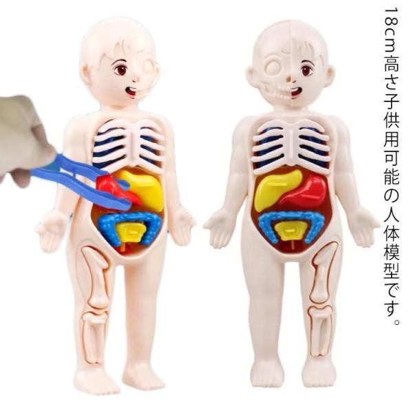 人体模型 内臓模型 18cm 知育玩具 3歳以上 子供用可能 人体モデル内臓 人体解剖 模型 女性 男性 子供 キッズ お腹の見える人体模型 パーツ取