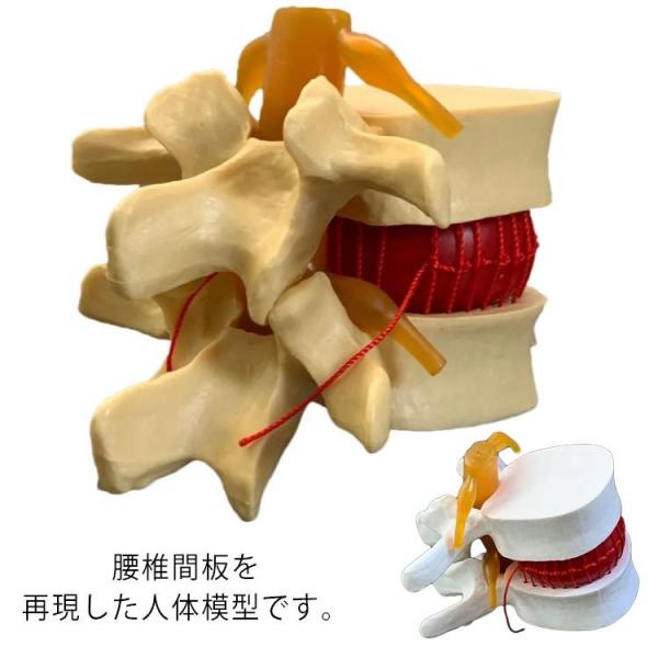 Ŗ͌^ ŊԔ 12cm l̖͌^ i͌^  ͌^ Ԑږ͌^ iW{ ͌^ [͌^ l͌^ i l f [ KCRc 