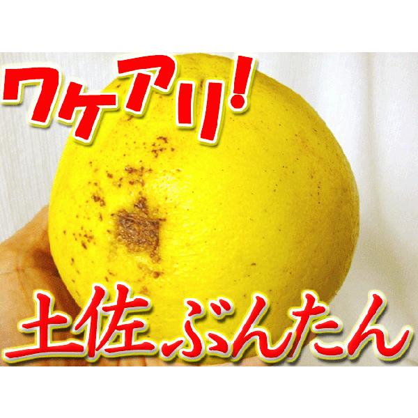 ☆超激安！早いもの勝ち！◇送料無料◇ワケアリ土佐文旦（露地