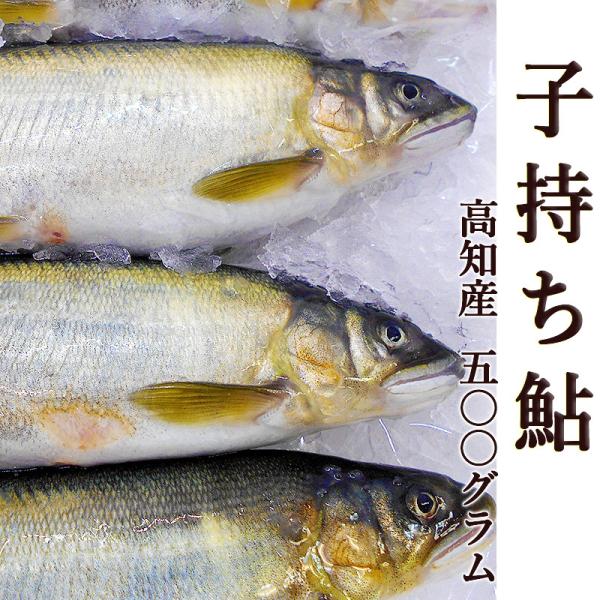 子持ち鮎 こもちあゆ 高知産 約500g 3 6尾入 送料無料 塩焼き 甘露煮 はらこ鮎 たまごがぎっしり アユ 養殖 四万十川 ギフト プレゼント お中元 お歳暮 Fn098s3 旨い果物 魚のアグリファーム高知 通販 Yahoo ショッピング