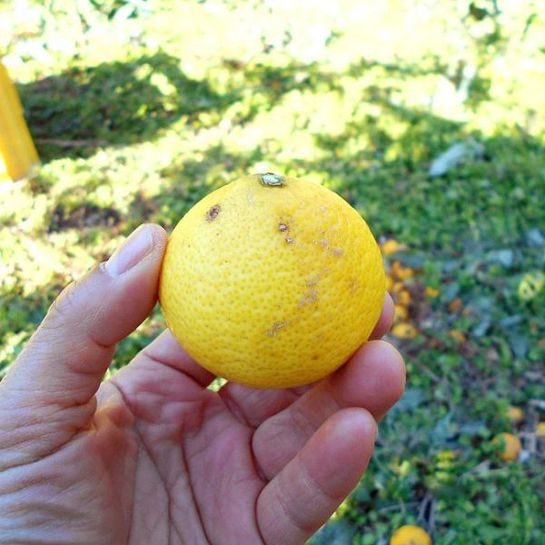 国吉さんの黄金柑 3キロ 小玉サイズ 高知産 ご家庭用 送料無料 黄金柑 おうごんかん ゴールデンオレンジ 黄蜜柑 川畑みかん 花良治みかん 糖度 酸度 プレゼント Buyee Buyee 日本の通販商品 オークションの代理入札 代理購入