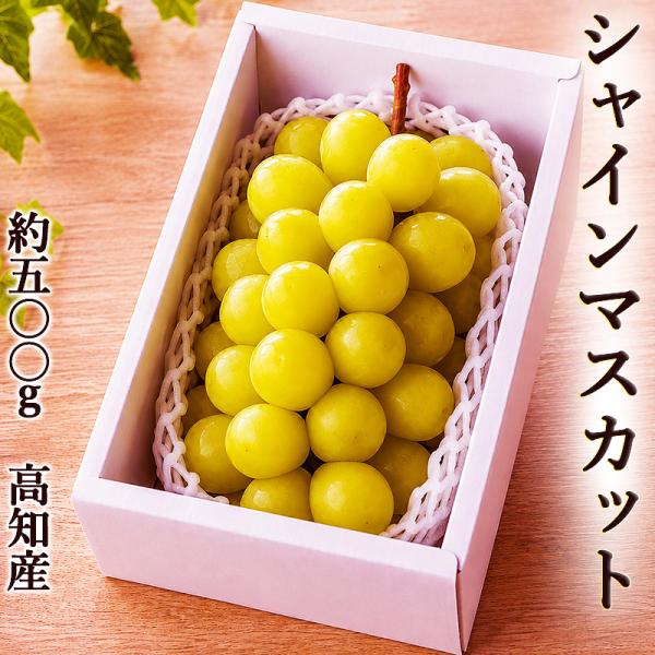 シャインマスカット 約500g 送料無料 化粧箱入 高知産 40粒ほど 果物 フルーツ お取り寄せ ぶどう ブドウ 種なしぶどう 産地直送 一房約500g 種なし
