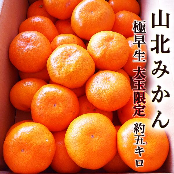 みかん 極早生 約5kg 送料無料 大玉限定 ご家庭用 高知産 山北産 Ｌ〜2Lサイズ 甘い 高糖度 濃厚 ミカン 蜜柑 温州みかん ギフト