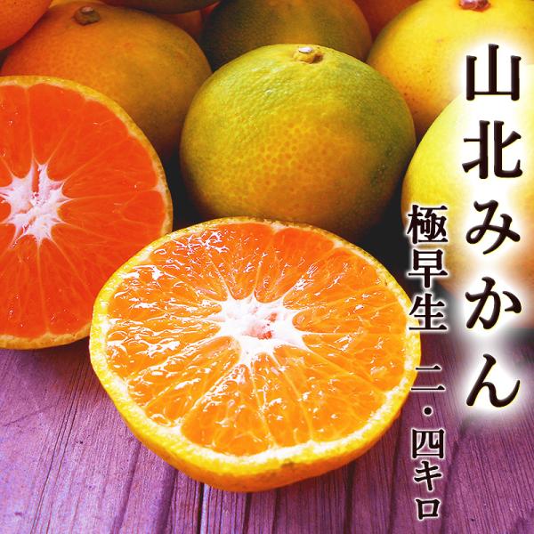 みかん 極早生 2.4kg 送料無料 ご家庭用 高知産 山北産 M又はLサイズ