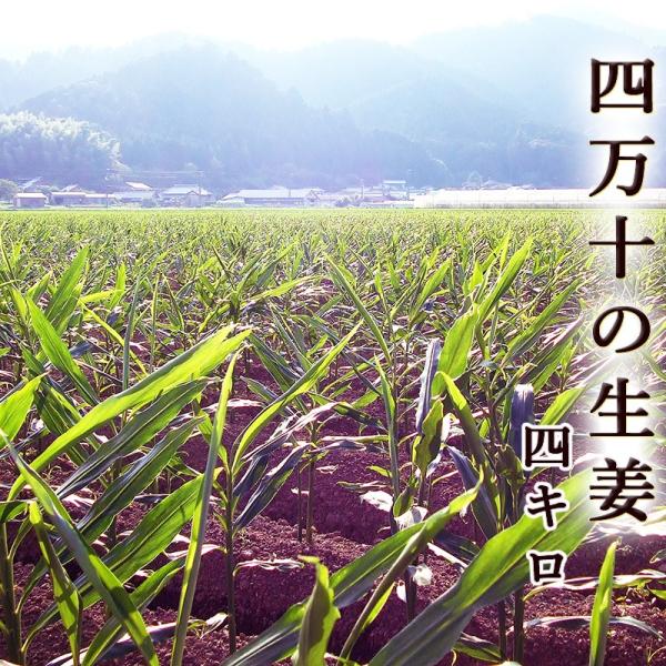 l\̂傤 I 4L ml\Y  ЂːI y ginger {̎Yn炨͂ 傤 VEK Y giger g pE_[