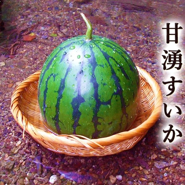 スイカ 西瓜 すいか 甘湧 約6kg 高知産 送料無料 露地栽培 即発送 国産