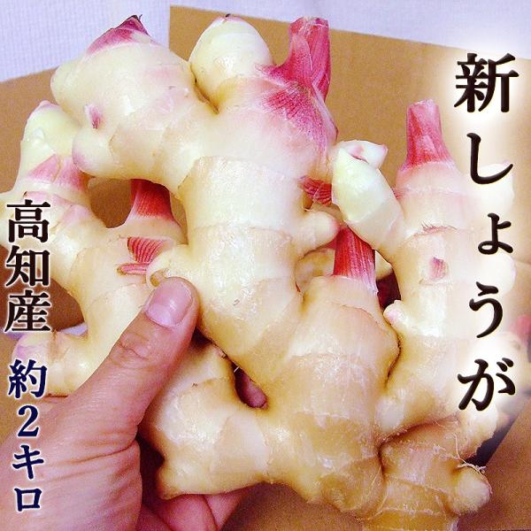 新生姜 約2kg 送料無料 高知産 新しょうが 新ショウガ 生姜 ginger 秀品 国産 酢漬け ...