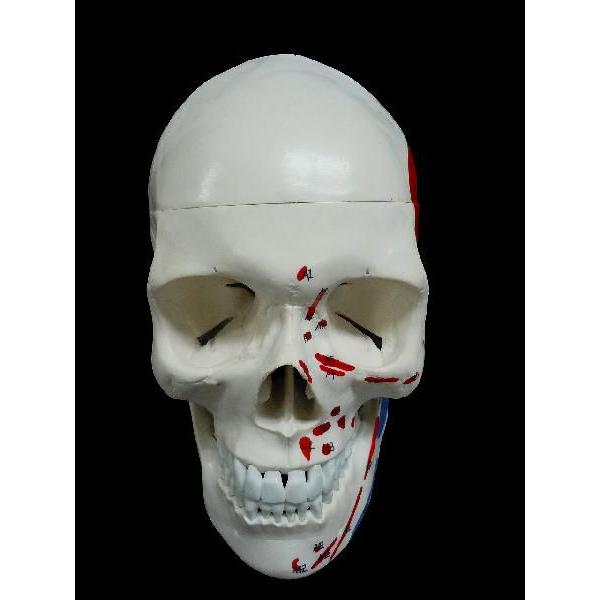 頭蓋骨模型筋肉付着部詳細模型 Buyee Buyee 提供一站式最全面最專業現地yahoo Japan拍賣代bid代拍代購服務bot Online