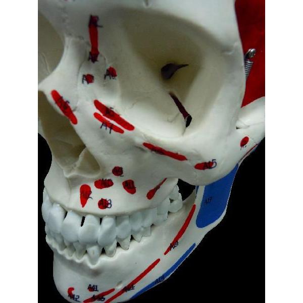 頭蓋骨模型筋肉付着部詳細模型 Buyee Buyee 提供一站式最全面最專業現地yahoo Japan拍賣代bid代拍代購服務bot Online