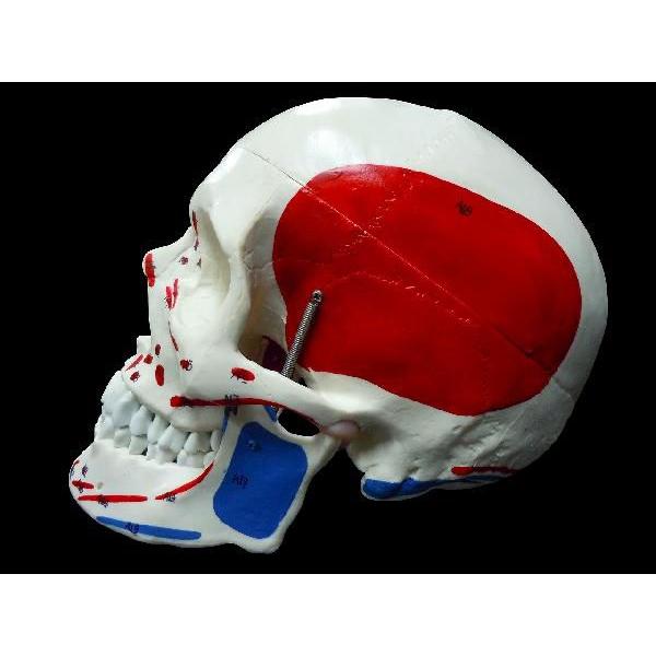 頭蓋骨模型筋肉付着部詳細模型 Buyee Buyee 提供一站式最全面最專業現地yahoo Japan拍賣代bid代拍代購服務bot Online