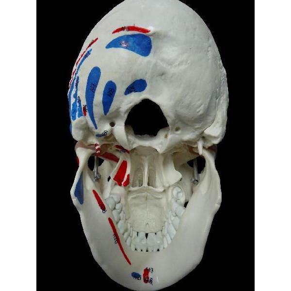 頭蓋骨模型筋肉付着部詳細模型 Buyee Buyee 提供一站式最全面最專業現地yahoo Japan拍賣代bid代拍代購服務bot Online