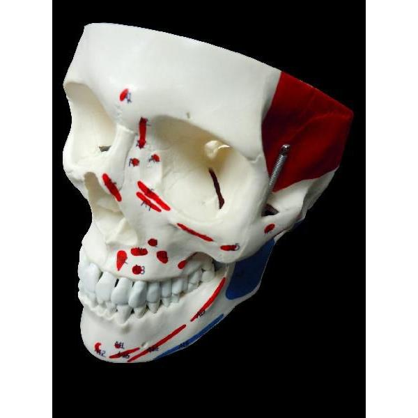 頭蓋骨模型筋肉付着部詳細模型 Buyee Buyee 提供一站式最全面最專業現地yahoo Japan拍賣代bid代拍代購服務bot Online