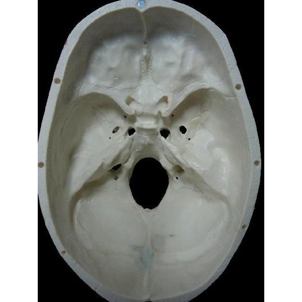 頭蓋骨模型筋肉付着部詳細模型 Buyee Buyee 提供一站式最全面最專業現地yahoo Japan拍賣代bid代拍代購服務bot Online