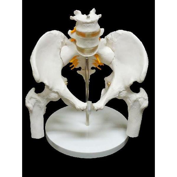 骨盤模型 腰椎 脊髄 大腿骨付き 男性 人体模型 : 直送卸し市場 - 通販
