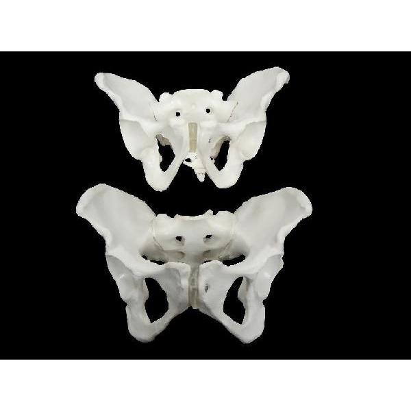 骨盤骨骨格模型 男性 女性 Buyee Buyee 提供一站式最全面最專業現地yahoo Japan拍賣代bid代拍代購服務bot Online