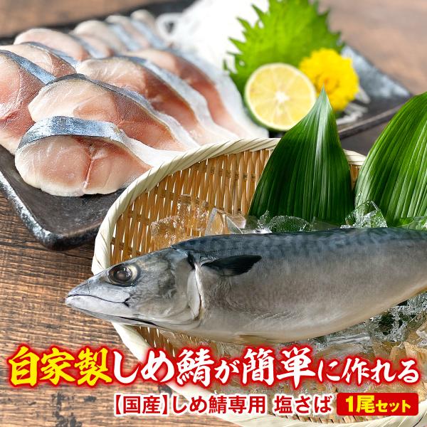 しめ鯖専用 塩サバ 2尾セット 国産 しめ鯖 冷凍  鯖 鯖寿司 キズシさばの塩焼き あらしお使用 酒の肴 つまみ お取り寄せ 料理