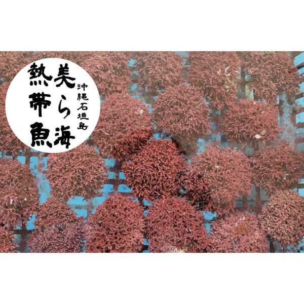 chura-umi-nettaigyo_skkai