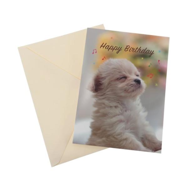 バースデー カード 犬の人気商品 通販 価格比較 価格 Com