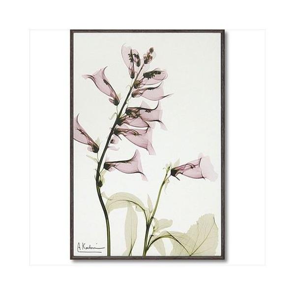 t[ A[g LoX A[g X RAY TrA STCY [p[ 20.5×30.5cm