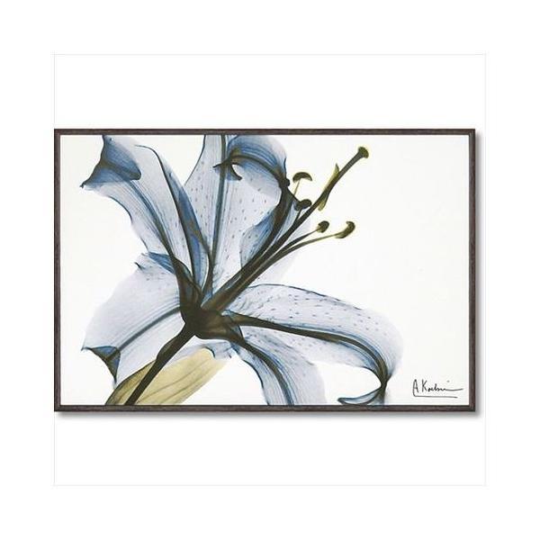 �t�����[ �A�[�g �L�����o�X �A�[�g X RAY ���[�p���[ �����[ S�T�C�Y �O�b�Y 20.5×30.5cm ������ �t�H�g �C���e���A