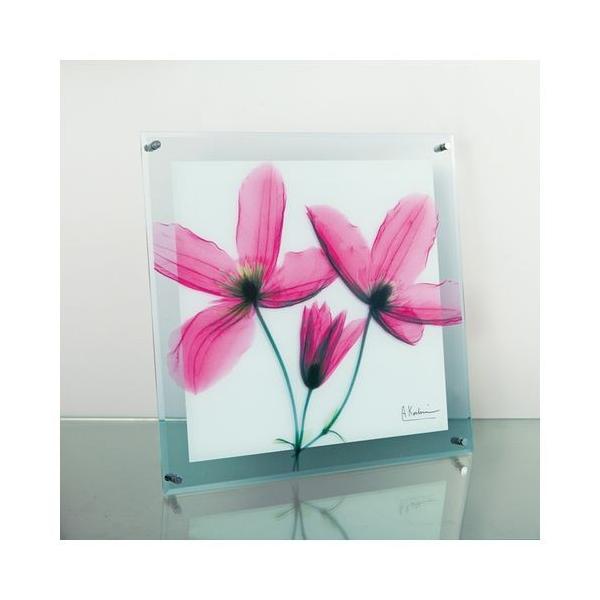 t[ A[g KXA[g X RAY W[j[N}`X MTCY [p[ 30×30cm  tHg