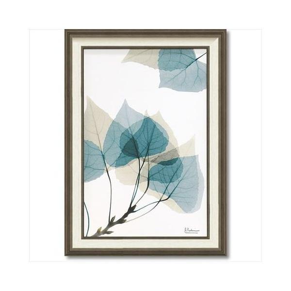 �L�����o�X �A�[�g X RAY ���[�t1 M�T�C�Y �t�����[ �A�[�g �C���e���A �O�b�Y ���[�p���[ 50×70cm ������ �t�H�g �ʔ�