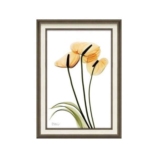 �A���o�[�g�N�[�c�B�[�� �t�����[�A�[�g X RAY �L�����o�X�A�[�g �A���X���E�� M�T�C�Y ���[�p���[ XR-12015