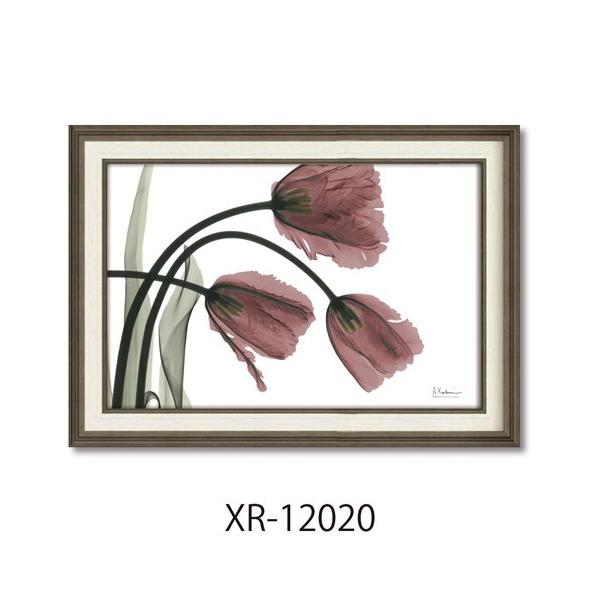 �t�����[�A�[�g �A���o�[�g�N�[�c�B�[�� X RAY�L�����o�X�A�[�g �t�����W�`���[���b�v M�T�C�Y XR-12020