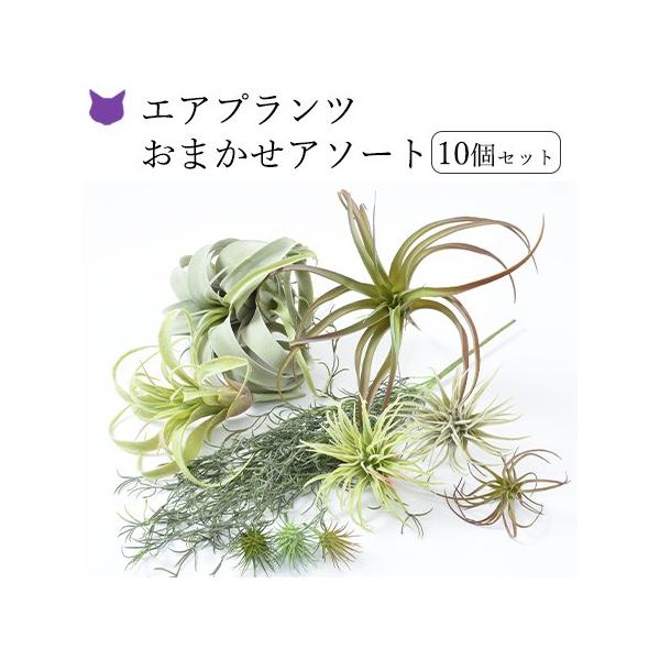 cirque-du-flower_cdfeps002