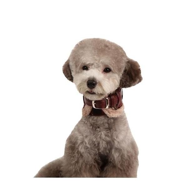 y50%OFFzyPUPPIA psAzBARRONlbNK[hJ[ipցj l (AC055)