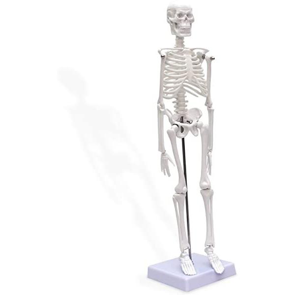 人体骨格模型 骨格標本 骨模型 全身 直立 スタンド 教材 45cm 1 4 モデル 骨 骨格 模型 骸骨 ヒューマンスカル 模型 ホワイト 6mm B08n685jhn クロレッツ 通販 Yahoo ショッピング